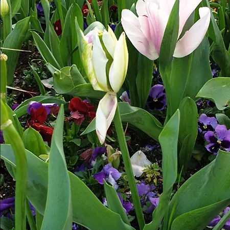 Acquamarina ラッパロ